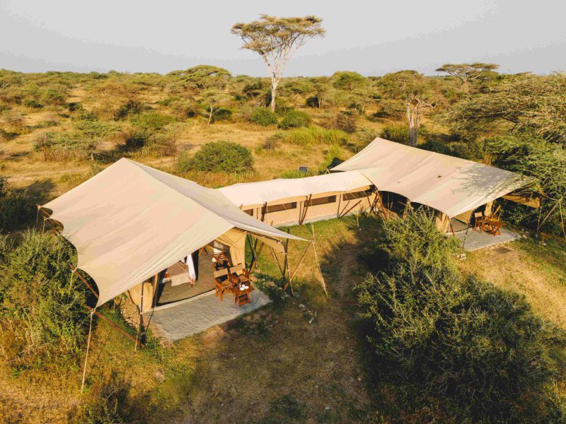 Intimate Camp Zebra