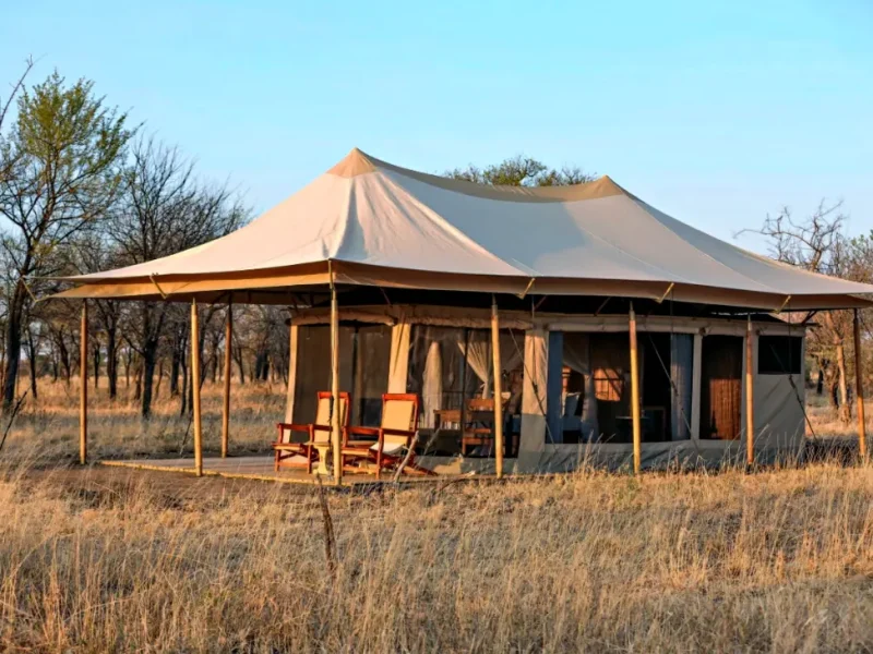 Intimate Camp Zebra