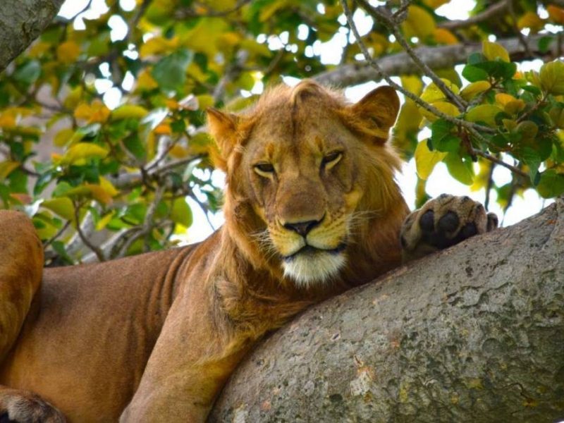 manyara