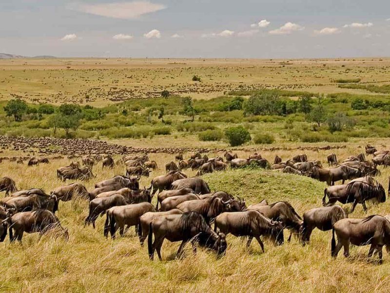 ndutu