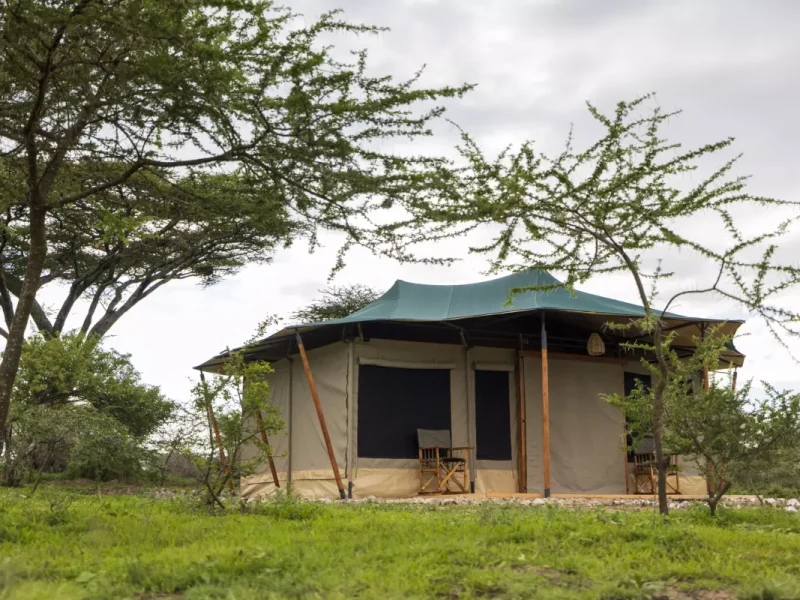 Safari Heaven