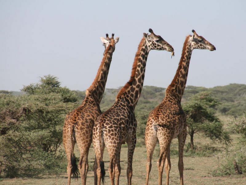 serengeti1