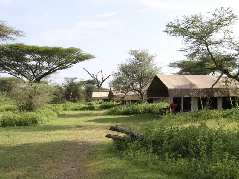 Zebra Camp
